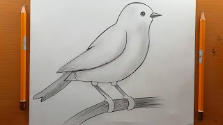 Come disegnare un uccello  Come fare un facile disegno di uccelli con il carboncino a matita [upl. by Aleiram]