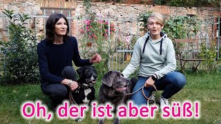 Begrüßung Hunde  Wie man Hunde NICHT begrüßen sollte [upl. by Harriet]