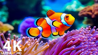 Aquarium 4K VIDEO ULTRA HD 🐠 Beautiful Coral Reef Fish  Relaxing Sleep Meditation Music 69 [upl. by Rehpotsirhk]