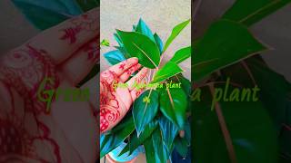 Aglaonema plant 🪴☘️trending aglaonemaplantcare indoorplants gardening subscribe viralshorts [upl. by Iruj]