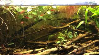 Boraras maculatus in a blackwater nano tank [upl. by Peper]