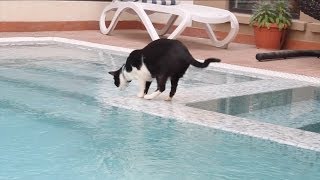 Cats Love Swimming Pools [upl. by Middle906]