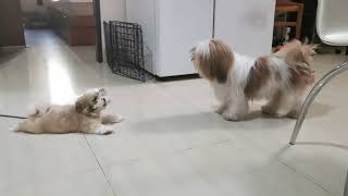 Shih Tzu Barking 1 Molly and Loly [upl. by Dael676]