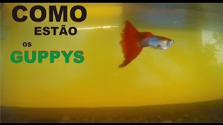 COMO ESTÃO OS GUPPYS [upl. by Kamaria]