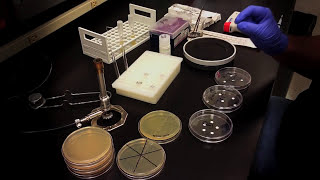 Testing an Antibiotic Using a Disk Diffusion Assay  Kirby Bauer Method [upl. by Yllet435]