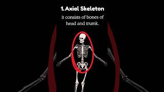 Skeleton skeletonsystem bonesandall youtubeshorts [upl. by Pelag608]