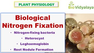 Biological Nitrogen Fixation  Heterocyst and Leghemoglobin  CSIR NET [upl. by Nnov]