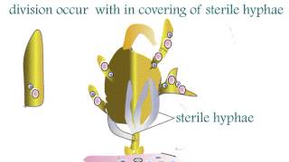 Fungi Ascomycota Aspergillus Life Cycle [upl. by Lanuk]