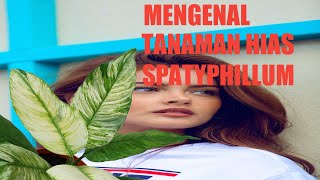 Mengenal Dan Merawat Tanaman Hias Spathiphyllum  Peace Lily [upl. by Angid]