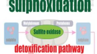 Salicylates and the sulphite connection [upl. by Klemm781]