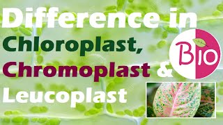 Difference in Chloroplast Chromoplast and Leucoplast by Simply The Best BIO [upl. by Juli797]