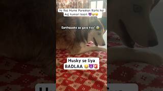 Hoomans se Husky Pareshan 😥😂🚨 funny husky shorts doglovers [upl. by Akcirahs]