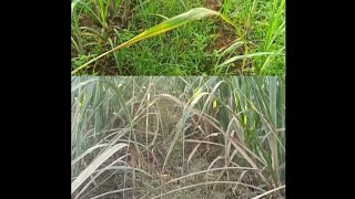 ಕಬ್ಬಿನಲ್ಲಿ ಕಸದ ಔಷಧ ಸಿಂಪಡಣೆ sugarcane using herbicide [upl. by Angelika106]