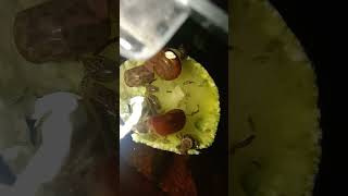 Ostracods and snails eating a zucchini [upl. by Mcculloch]