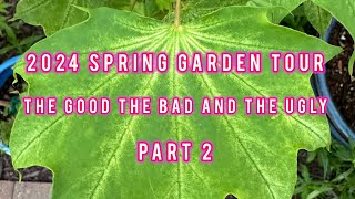 2024 Spring Garden Tour of MaplesConifers pots hanging basketsThe Good the Bad amp the Ugly Part 2 [upl. by Karry475]