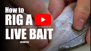 Rigging a live Karenteen  LIVE BAIT Fishing  ASFN Baits amp Traces [upl. by Eseyt]