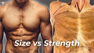 Strength vs Hypertrophy The Science of Building Muscle [upl. by Idnaj370]