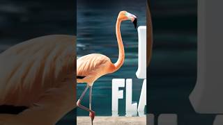 Discover the SPECTACULAR Greater Flamingo Bird [upl. by Nairim438]