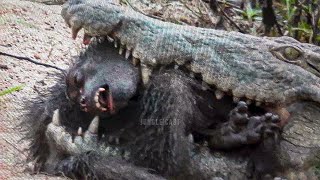 15 Moments Monkey Hunt Brutally by Other Animals [upl. by Valentijn]