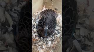 Blue wing teal birds waterfowl [upl. by Ahsinelg]