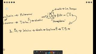 transporte Oxigeno y CO2 en TS y liq tisulares FISIOLOGIA 1 1 [upl. by Eelytsirk]