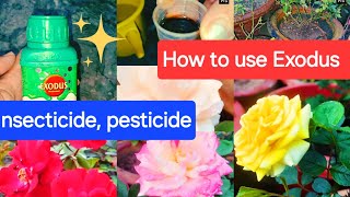 Exodus insecticide use on rose plantHow to use Exodus pesticide on plants garden youtubevideos [upl. by Acire]