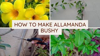 How to make allamanda flowering plant bushy  pruning with update  after cutting surprise growth🍁 [upl. by Rafaela]