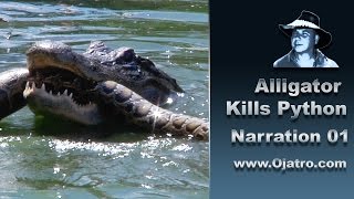 Alligator Attacks Python 01 Narration [upl. by Lleruj]