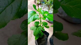 5 positive plants for home 🙏🌿 shorts gardening trending [upl. by Kondon]