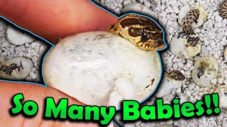 Baby Hognose Snakes Hatching [upl. by Nytram645]