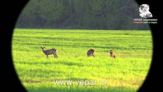 Rehbockjagd 2013 in Ungarn mit VEPAR Jagdreisen HD [upl. by Kimitri80]