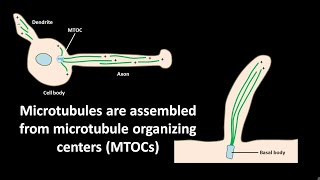 Microtubules are assembled from microtubule organizing centers or MTOCs [upl. by Gnauq]