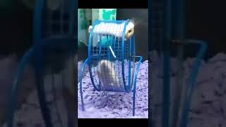 Wheel rat rodents hampter hamsters [upl. by Anitsirhk]