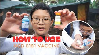 EP 5 HOW TO ADMINISTER THE NEWCASTLE BRONCHITIS VACCINE TO CHICKENS [upl. by Ynnad]