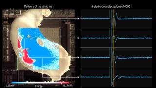 Hippocampal Slice recorded by 3Brains MEA BioChips [upl. by Eille]