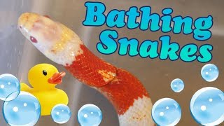 How to Give Snakes a Bath [upl. by Emmy]