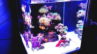 Splendid NANO REEF Tank  Minimum Maintenance l Marine Aquarium 60l [upl. by Aihcats]