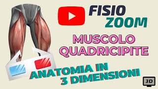 ANATOMIA 3D Il muscolo quadricipite [upl. by Ahsaela510]