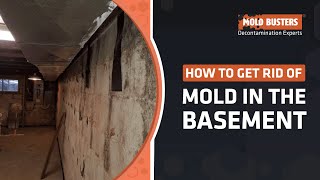 How to Get Rid of Mold in the Basement  Mold Busters [upl. by Alicea]