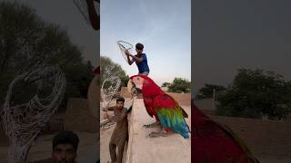 5 lakh ka Red Macaw Parrot Mil Gaya [upl. by Leeke]