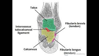 Subtalar Joint PPT Slide Presentation [upl. by Allimak]