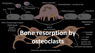 Bone resorption by osteoclasts [upl. by Kampmeier]