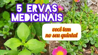 5 ervas medicinais incríveis [upl. by Neimad80]