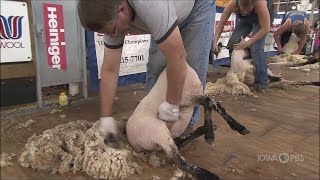 2012 Sheep Shearing Contest  Celebrating the Fair [upl. by Eelytsirk]