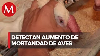 Sader y Semarnat investigan alerta por alta mortandad de aves en el Pacífico [upl. by Asille]