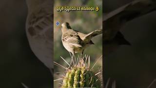 Mockingbird and Cactus relation shorts​ facts​ [upl. by Lamahj]