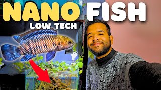 Color Changing Nano Fish🤯  Nano Fish tank  No filter  No heater  Fish Room [upl. by Merfe]