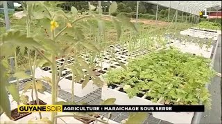 Lart du maraîchage sous serre réalisé par un agriculteur de Macouria [upl. by Aronas]