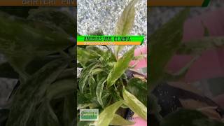 ANUBIAS BARTERI VAR GLABRA quotPINTOquot HYBRID Aquarium Plant For Sale [upl. by Honebein]