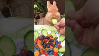 Cute Rabbit🎉🐾🐹shorts pets bunny rabbit [upl. by Palmer]